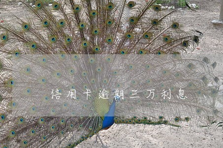 信用卡逾期三万利息 信用卡逾期三万利息