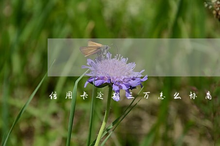 信用卡逾期三万怎么协商