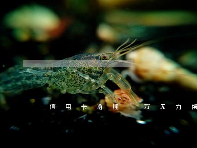 信用卡逾期三万无力偿还最坏结果 信用卡逾期三万无力偿还最坏结果