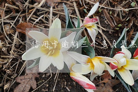 信用卡逾期三个多月是黑户嘛 信用卡逾期三个多月是黑户嘛