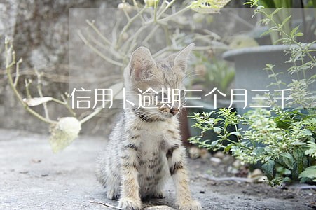 信用卡逾期三个月三千 信用卡逾期三个月三千
