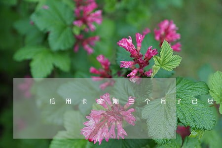 信用卡逾期三个月了已经停卡了 信用卡逾期三个月了已经停卡了