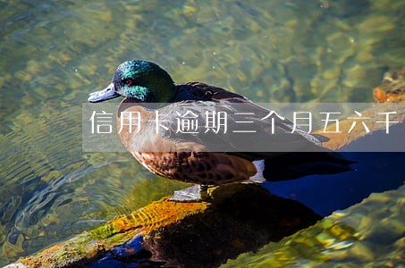 信用卡逾期三个月五六千