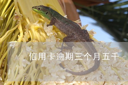 信用卡逾期三个月五千 信用卡逾期三个月五千