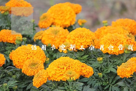 信用卡逾期三个月会告我吗