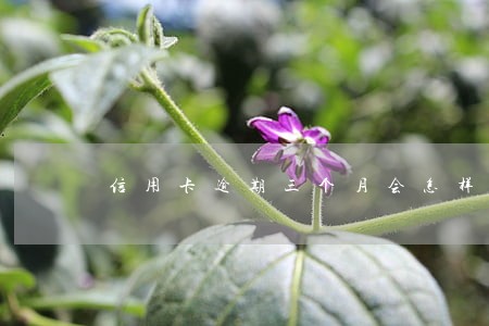 信用卡逾期三个月会怎样 信用卡逾期三个月会怎样
