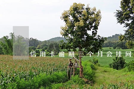信用卡逾期三个月会挂网追逃么 信用卡逾期三个月会挂网追逃么