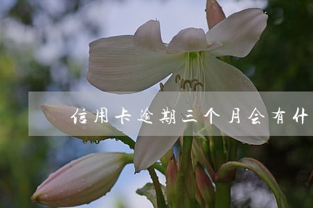 信用卡逾期三个月会有什么后果是什么 信用卡逾期三个月会有什么后果是什么