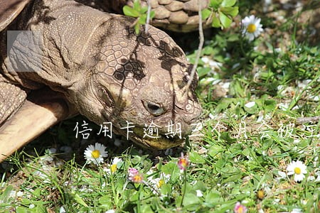 信用卡逾期三个月会被注销吗 信用卡逾期三个月会被注销吗