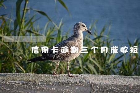信用卡逾期三个月催收短信