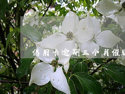 信用卡逾期三个月催收说要报案 信用卡逾期三个月催收说要报案