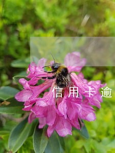 信用卡逾期三个月内 信用卡逾期三个月内