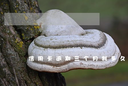 信用卡逾期三个月判多久 信用卡逾期三个月判多久