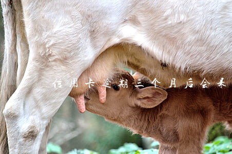 信用卡逾期三个月后会呆滞吗 信用卡逾期三个月后会呆滞吗