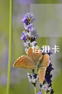 信用卡逾期三个月后月月还行吗 信用卡逾期三个月后月月还行吗