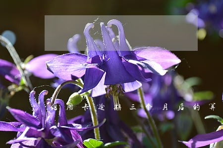 信用卡逾期三个月后的算本金 信用卡逾期三个月后的算本金