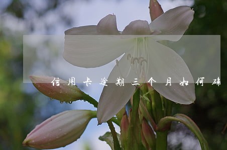 信用卡逾期三个月如何确定被起诉