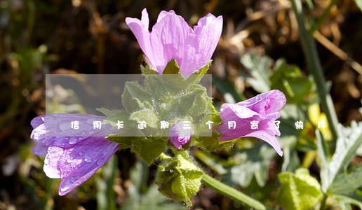 信用卡逾期三个月寄了快件 信用卡逾期三个月寄了快件
