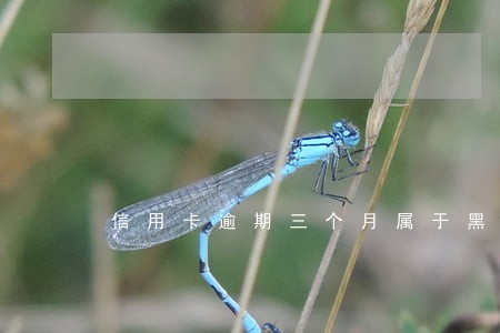 信用卡逾期三个月属于黑户吗 信用卡逾期三个月属于黑户吗