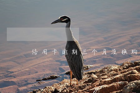 信用卡逾期三个月没换购 信用卡逾期三个月没换购