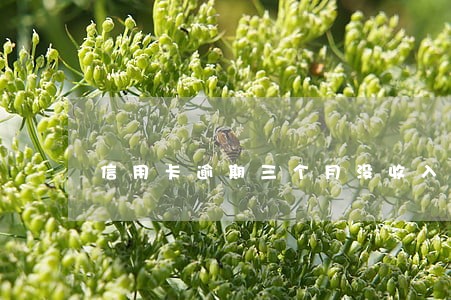 信用卡逾期三个月没收入