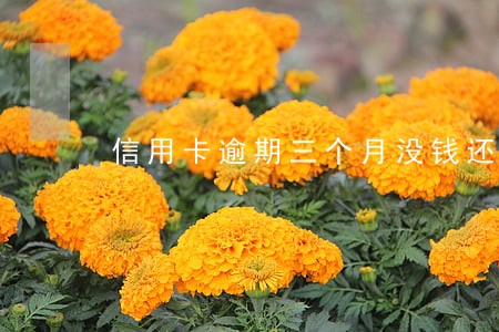 信用卡逾期三个月没钱还了怎么办