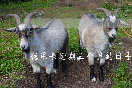 信用卡逾期三个月的日子 信用卡逾期三个月的日子