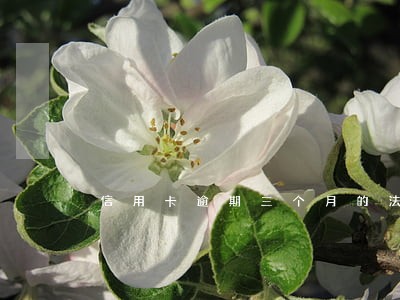信用卡逾期三个月的法律程序 信用卡逾期三个月的法律程序