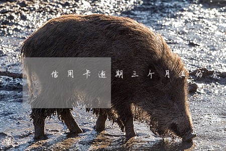 信用卡逾期三个月真的会上门吗 信用卡逾期三个月真的会上门吗
