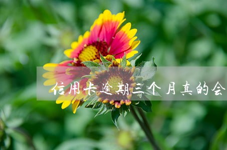 信用卡逾期三个月真的会去家里吗 信用卡逾期三个月真的会去家里吗