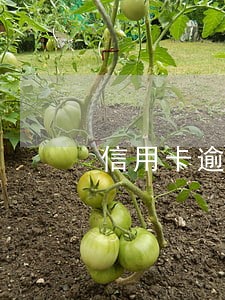 信用卡逾期三个月算是老赖吗 信用卡逾期三个月算是老赖吗