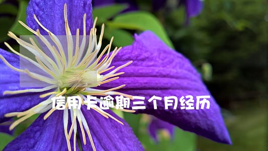 信用卡逾期三个月经历