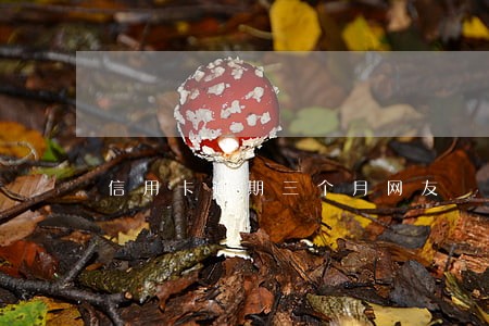 信用卡逾期三个月网友 信用卡逾期三个月网友