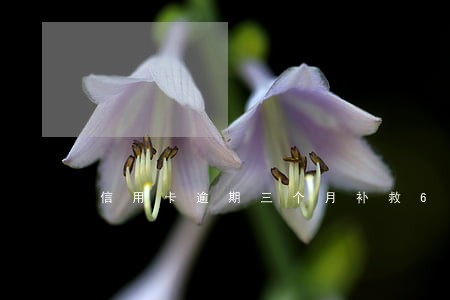 信用卡逾期三个月补救6