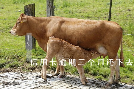 信用卡逾期三个月还下去 信用卡逾期三个月还下去