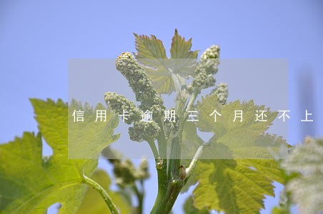 信用卡逾期三个月还不上 信用卡逾期三个月还不上