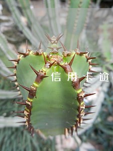 信用卡逾期三个月还了被没收 信用卡逾期三个月还了被没收