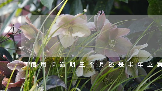 信用卡逾期三个月还是半年立案 信用卡逾期三个月还是半年立案