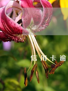 信用卡逾期三个月还清了会怎样 信用卡逾期三个月还清了会怎样