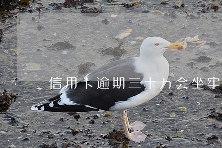 信用卡逾期三十万会坐牢吗 信用卡逾期三十万会坐牢吗