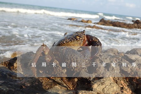 信用卡逾期三千半年利率 信用卡逾期三千半年利率