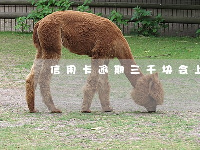 信用卡逾期三千块会上征信吗