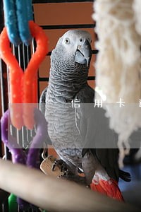 信用卡逾期三千块会坐牢吗