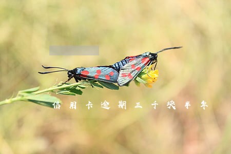 信用卡逾期三千块半年