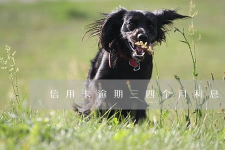 信用卡逾期三四个月利息 信用卡逾期三四个月利息
