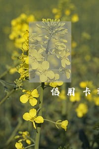 信用卡逾期三四个月还会上诉吗 信用卡逾期三四个月还会上诉吗
