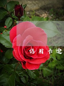 信用卡逾期三四年了能贷款