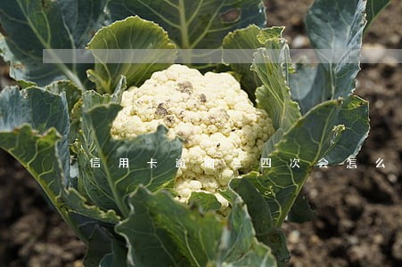 信用卡逾期三四次会怎么样 信用卡逾期三四次会怎么样