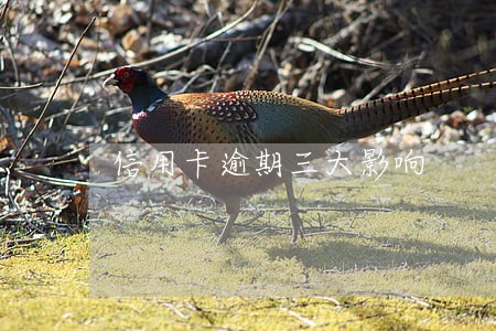 信用卡逾期三大影响 信用卡逾期三大影响
