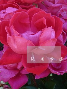 信用卡逾期三天会上征信吗建设 信用卡逾期三天会上征信吗建设